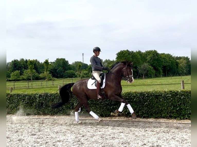 Oldenburg, Gelding, 10 years, 16.2 hh, Chestnut