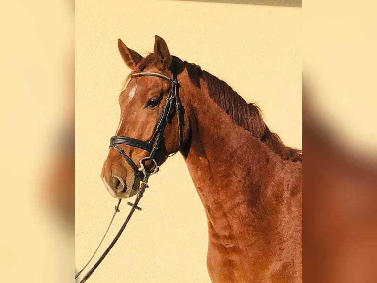 Oldenburg Gelding 10 years 16.2 hh Chestnut-Red in Allershausen