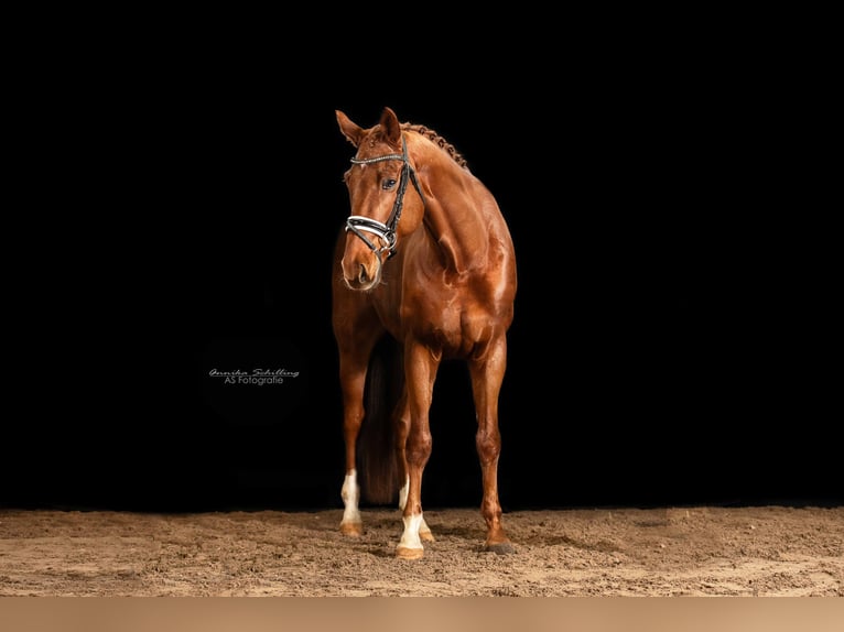 Oldenburg Gelding 10 years 16,2 hh Chestnut-Red in Herrenberg