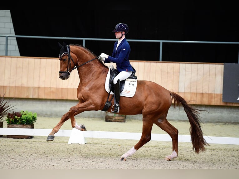 Oldenburg Gelding 10 years 16.2 hh Chestnut-Red in Pilisjászfalu