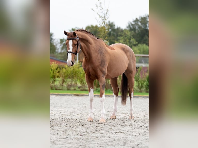 Oldenburg Gelding 10 years 16,2 hh Chestnut-Red in Bladel