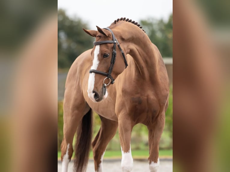 Oldenburg Gelding 10 years 16,2 hh Chestnut-Red in Bladel