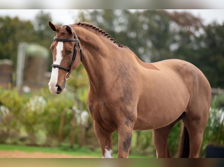 Oldenburg Gelding 10 years 16,2 hh Chestnut-Red in Bladel