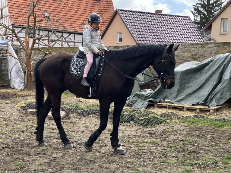 Oldenburg Gelding 10 years 16.2 hh Smoky-Black in Westgreußen
