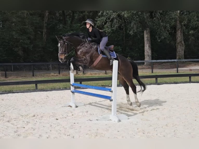 Oldenburg Gelding 10 years 16,3 hh Bay in Ocala FL