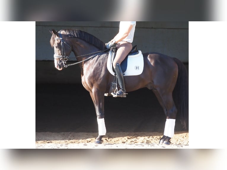 Oldenburg Gelding 10 years 16,3 hh Black in NAVAS DEL MADRONO