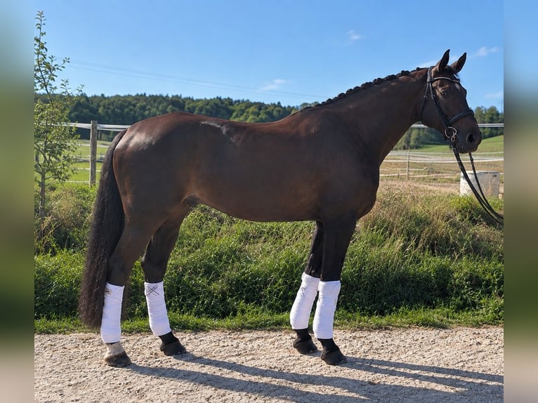Oldenburg Gelding 10 years 16.3 hh Black in Herbrechtingen