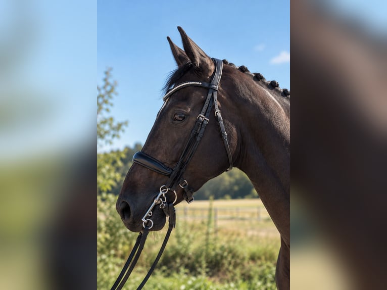 Oldenburg Gelding 10 years 16.3 hh Black in Herbrechtingen