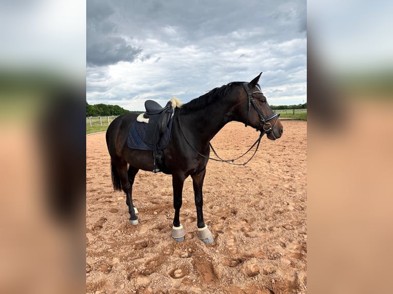 Oldenburg Gelding 10 years 16 hh Bay-Dark in Schkeuditz