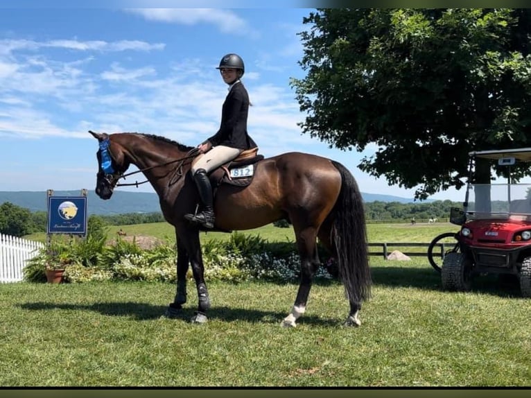 Oldenburg Gelding 10 years 16 hh Bay-Dark in Wellington