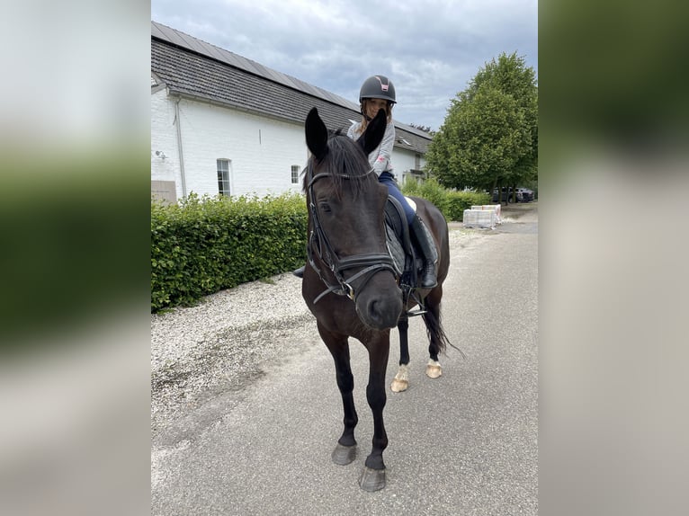 Oldenburg Gelding 10 years 16 hh Black in Nettetal