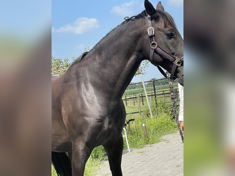 Oldenburg Gelding 10 years 16 hh Black in Nettetal