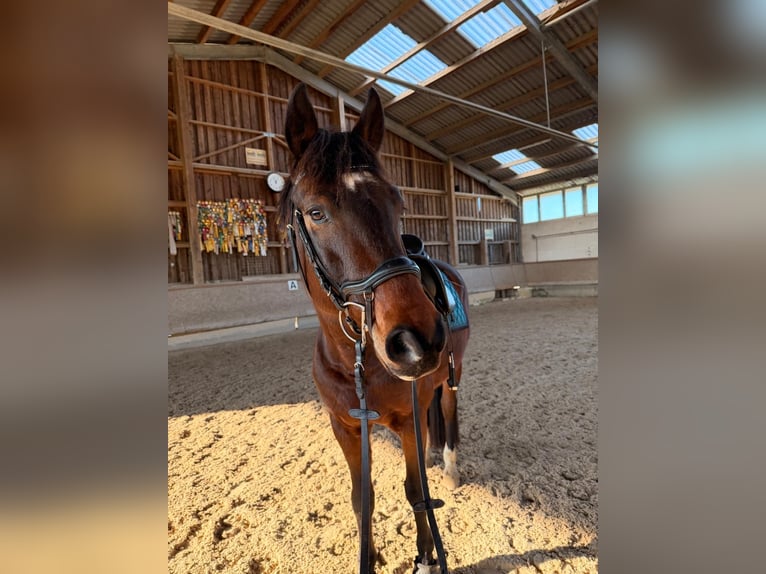 Oldenburg Gelding 10 years 16 hh Brown in Rheinfelden