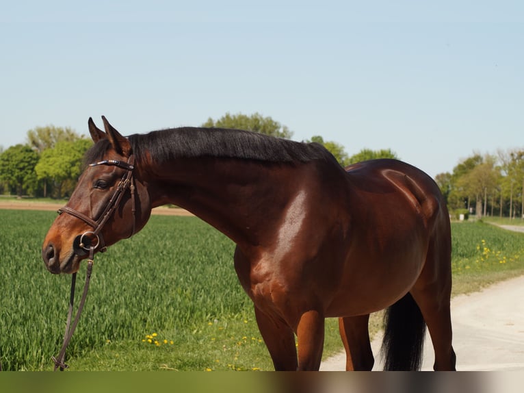 Oldenburg Gelding 10 years 16 hh Smoky-Black in Salzkotten