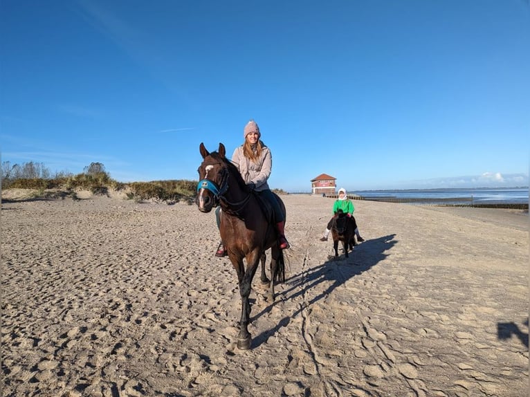 Oldenburg Gelding 10 years 16,1 hh Brown-Light in Wilhelmshaven