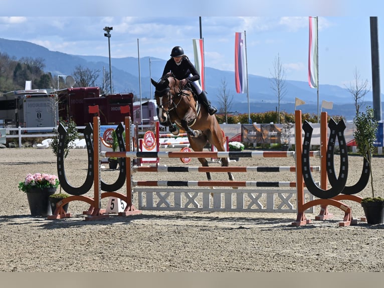 Oldenburg Gelding 10 years 16,1 hh Brown in Langenzersdorf