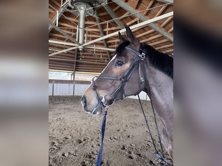 Oldenburg Gelding 10 years 16,1 hh Brown in Langenzersdorf