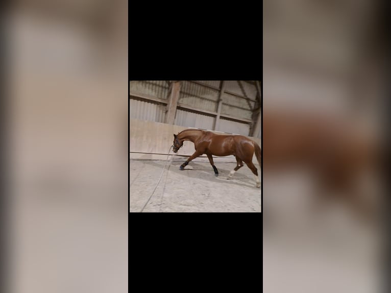 Oldenburg Gelding 10 years 16,1 hh Chestnut in Sigmarszell