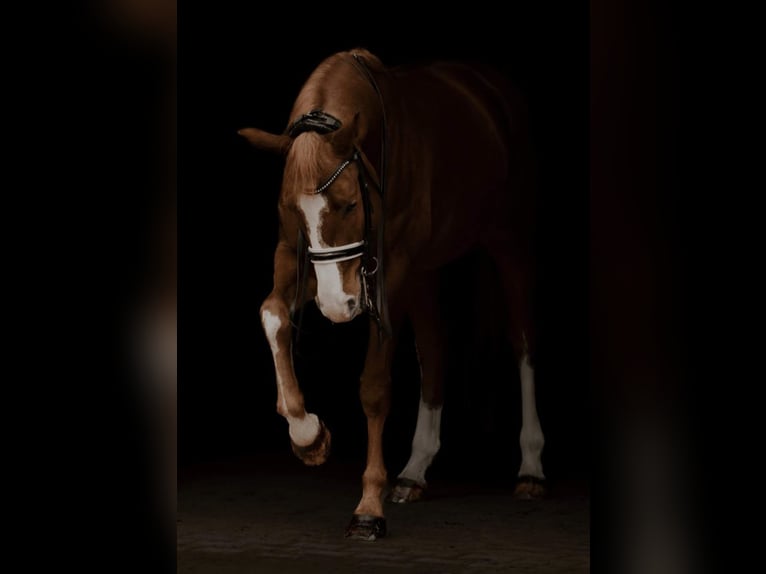 Oldenburg Gelding 10 years 16,1 hh Chestnut in Sigmarszell
