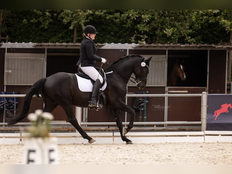 Oldenburg Gelding 10 years 16,2 hh Black in Mainburg