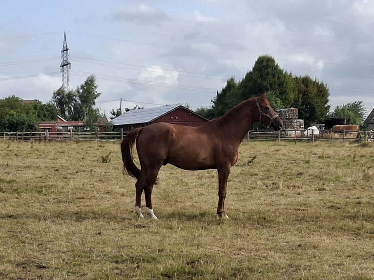 Oldenburg Gelding 10 years 16,2 hh Chestnut-Red in Dortmund