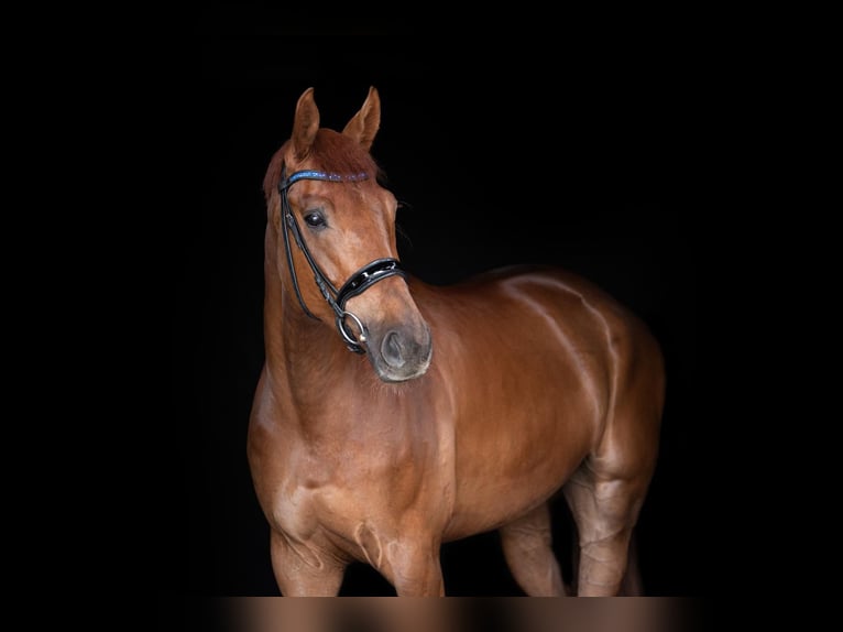 Oldenburg Gelding 10 years 16,2 hh Chestnut-Red in Dortmund