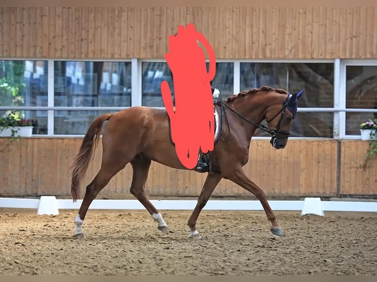 Oldenburg Gelding 10 years 16,2 hh Chestnut-Red in Dortmund