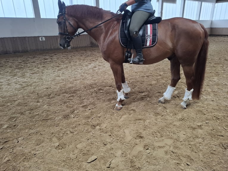 Oldenburg Gelding 10 years 16,2 hh Chestnut-Red in Dortmund