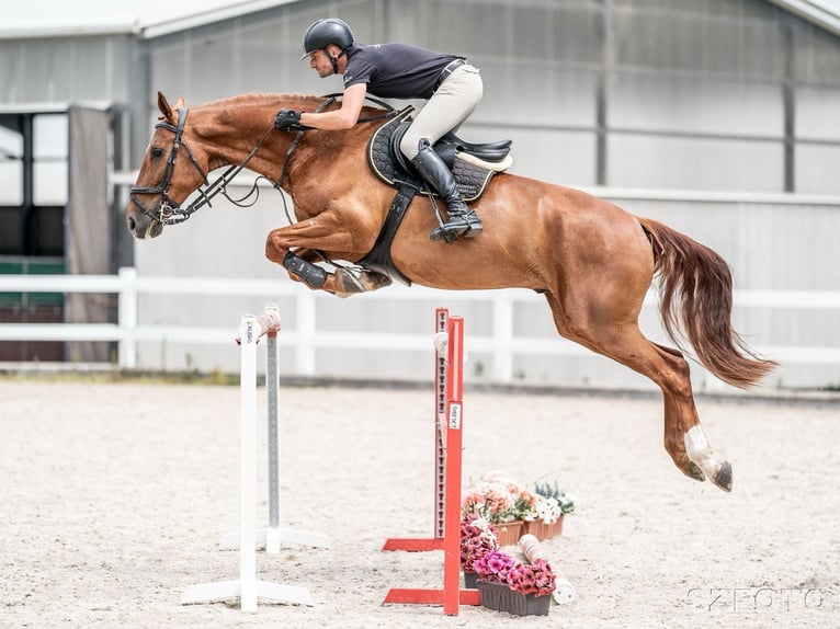Oldenburg Gelding 10 years 16,2 hh in Zduchovice