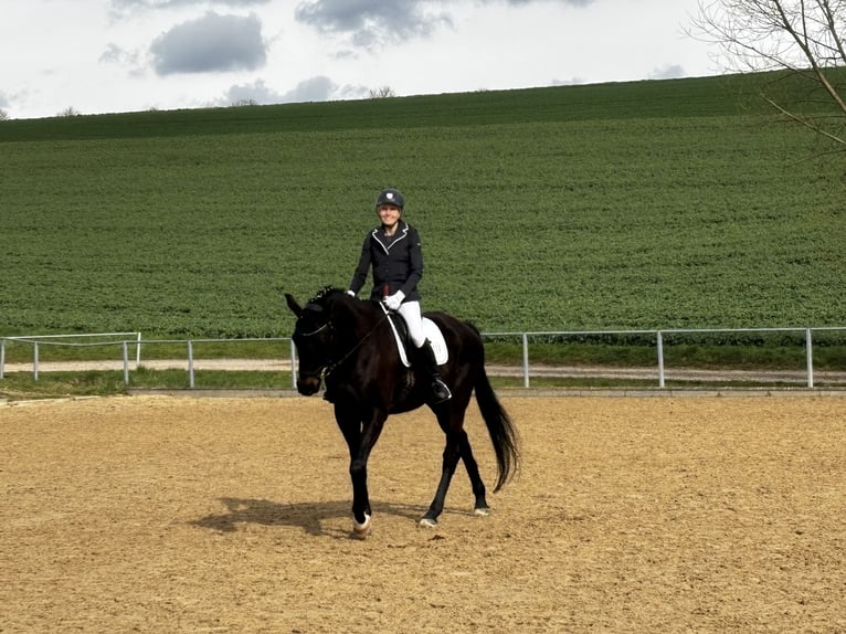 Oldenburg Gelding 10 years 16,2 hh Smoky-Black in Westgreußen