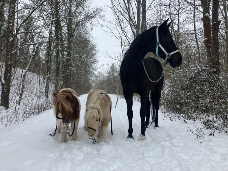 Oldenburg Gelding 10 years 16,2 hh Smoky-Black in Westgreußen