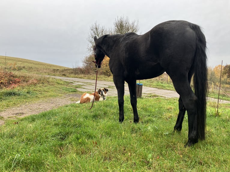Oldenburg Gelding 10 years 16,2 hh Smoky-Black in Westgreußen