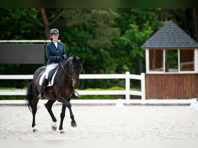 Oldenburg Gelding 10 years 16,2 hh Smoky-Black in Słomczyn Oldenburg Gelding 10 years 16,2 hh Smoky-Black in Słomczyn