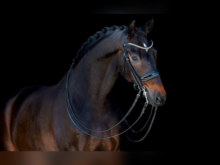 Oldenburg Gelding 10 years 16,3 hh Bay-Dark in Kwadijk