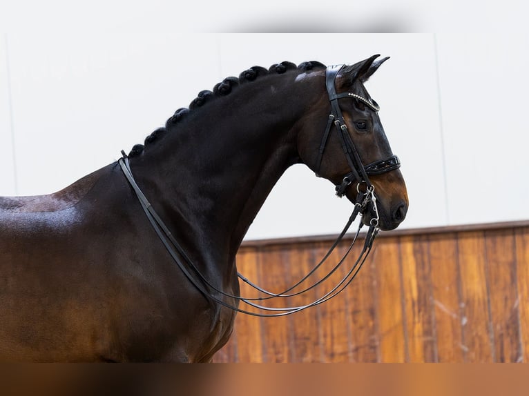 Oldenburg Gelding 10 years 16,3 hh Bay-Dark in Kwadijk