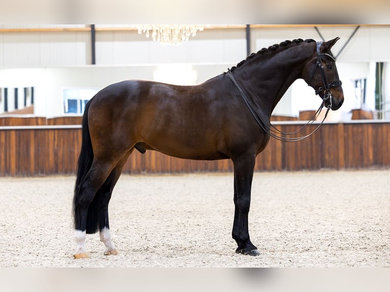 Oldenburg Gelding 10 years 16,3 hh Bay-Dark in Kwadijk