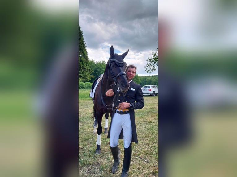 Oldenburg Gelding 10 years 16,3 hh Black in Bad Schussenried