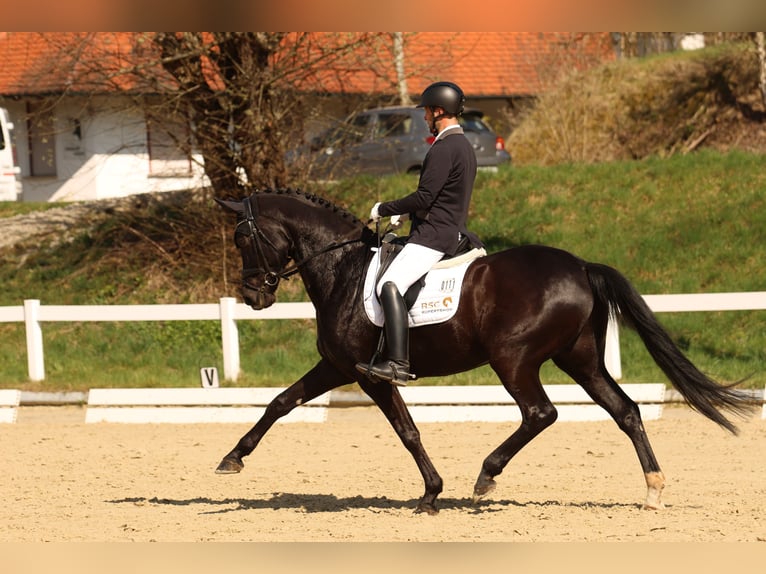 Oldenburg Gelding 10 years 16,3 hh Black in Bad Schussenried