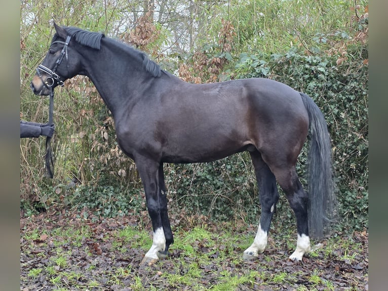 Oldenburg Gelding 10 years 16,3 hh Smoky-Black in Wachtendonk