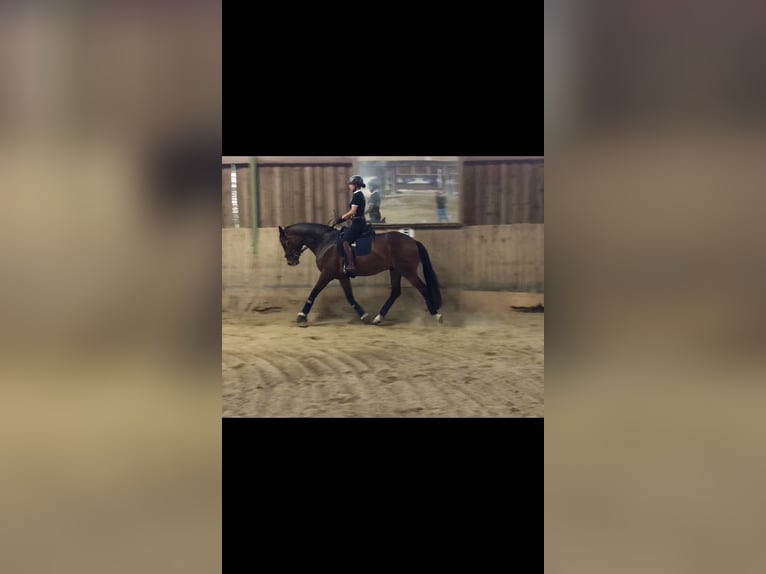 Oldenburg Gelding 10 years 17,1 hh Brown in Kirchberg Thening