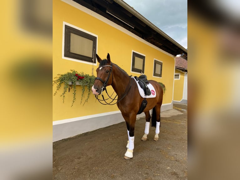 Oldenburg Gelding 10 years 17,1 hh Brown in Kirchberg Thening