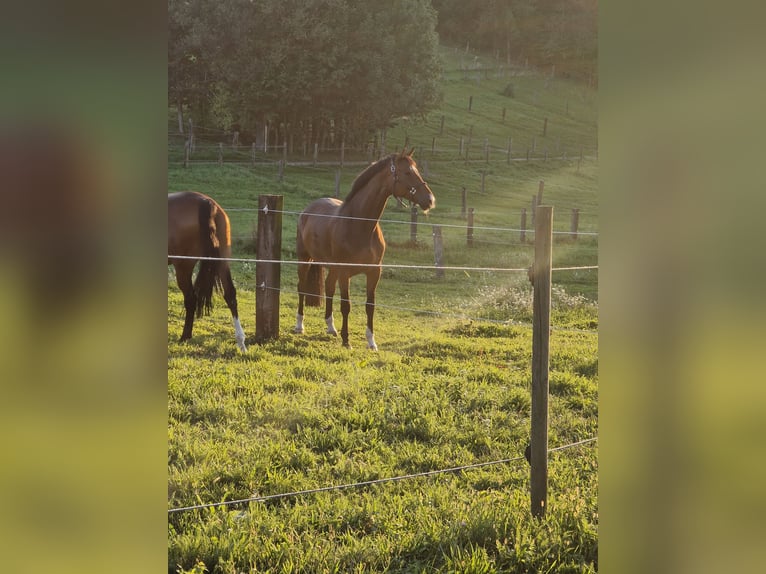 Oldenburg Gelding 10 years 17,1 hh Brown in Kirchberg Thening