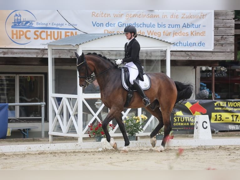 Oldenburg Gelding 10 years 17,1 hh Brown in Straubenhardt