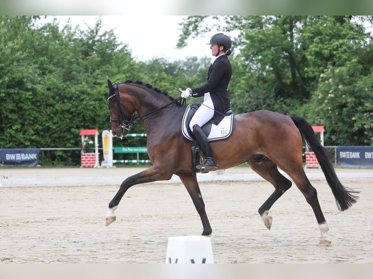 Oldenburg Gelding 10 years 17,1 hh Brown in Straubenhardt