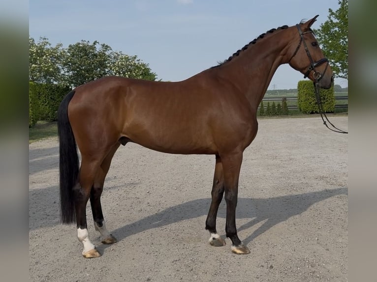Oldenburg Gelding 10 years 17.1 hh Brown in Oud Gastel
