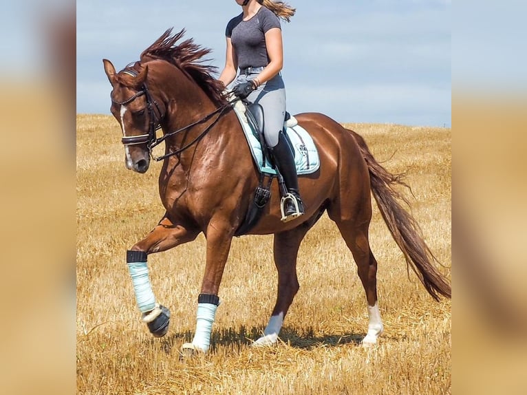 Oldenburg Gelding 10 years 17.1 hh Chestnut-Red in Hirschthal