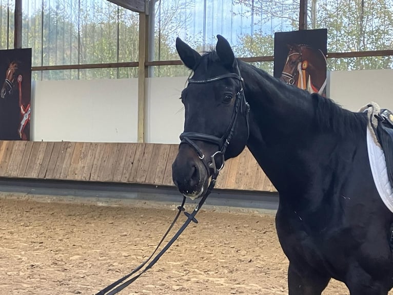 Oldenburg Gelding 10 years 17,1 hh Smoky-Black in Herbstein