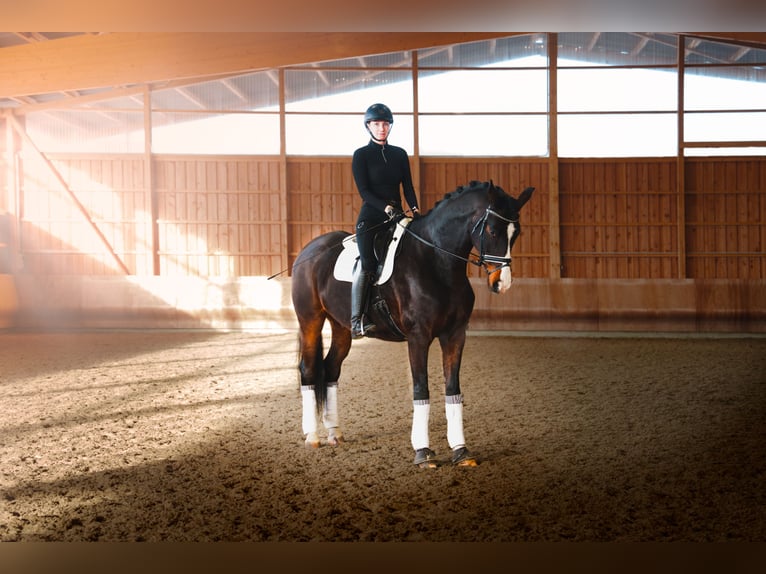 Oldenburg Gelding 10 years 17.2 hh Bay-Dark in Otterwisch OT Großbuch