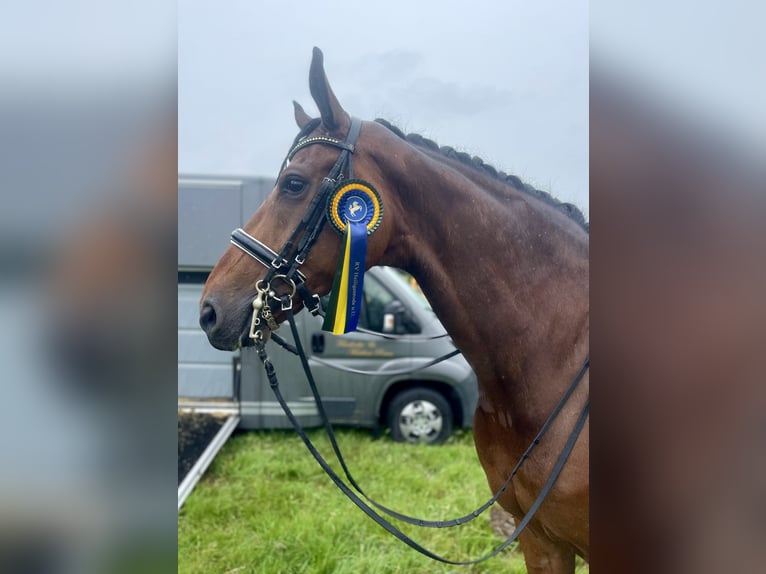 Oldenburg Gelding 10 years 17,2 hh Brown in Lohne (Oldenburg)