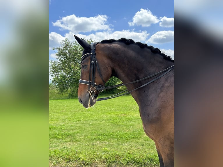 Oldenburg Gelding 10 years 17,3 hh Brown in Usingen